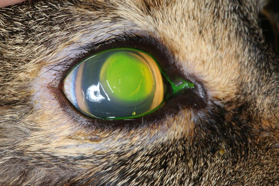 Large corneal ulcer in a cat with FHV infection
