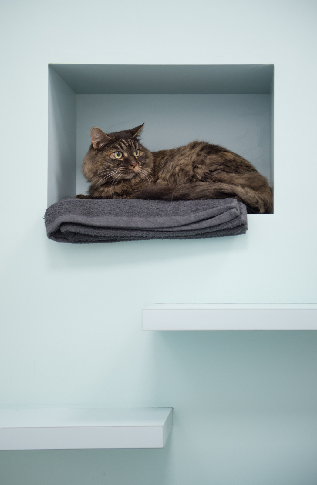 A cat relaxing inside The London Cat Clinic