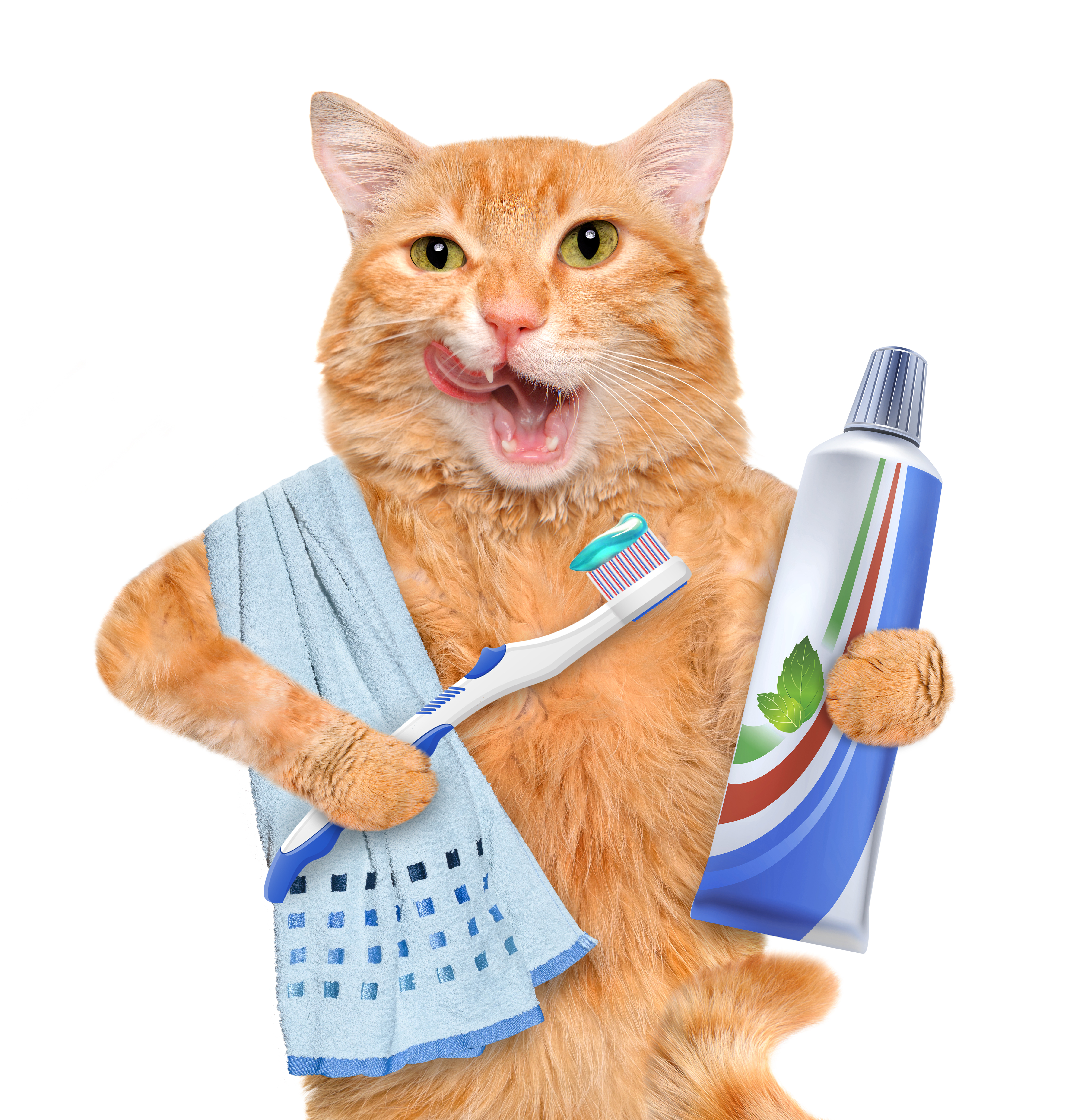 Dental Homecare For Cats