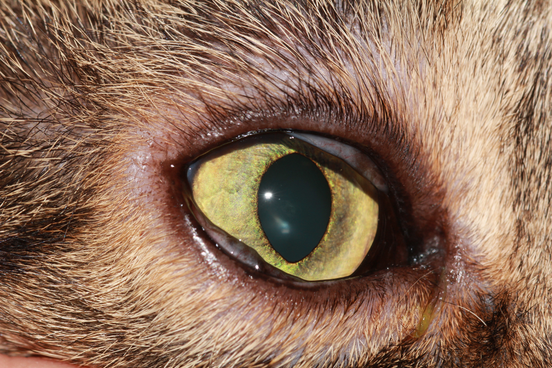 Conjunctivitis in a cat with FHV infectio