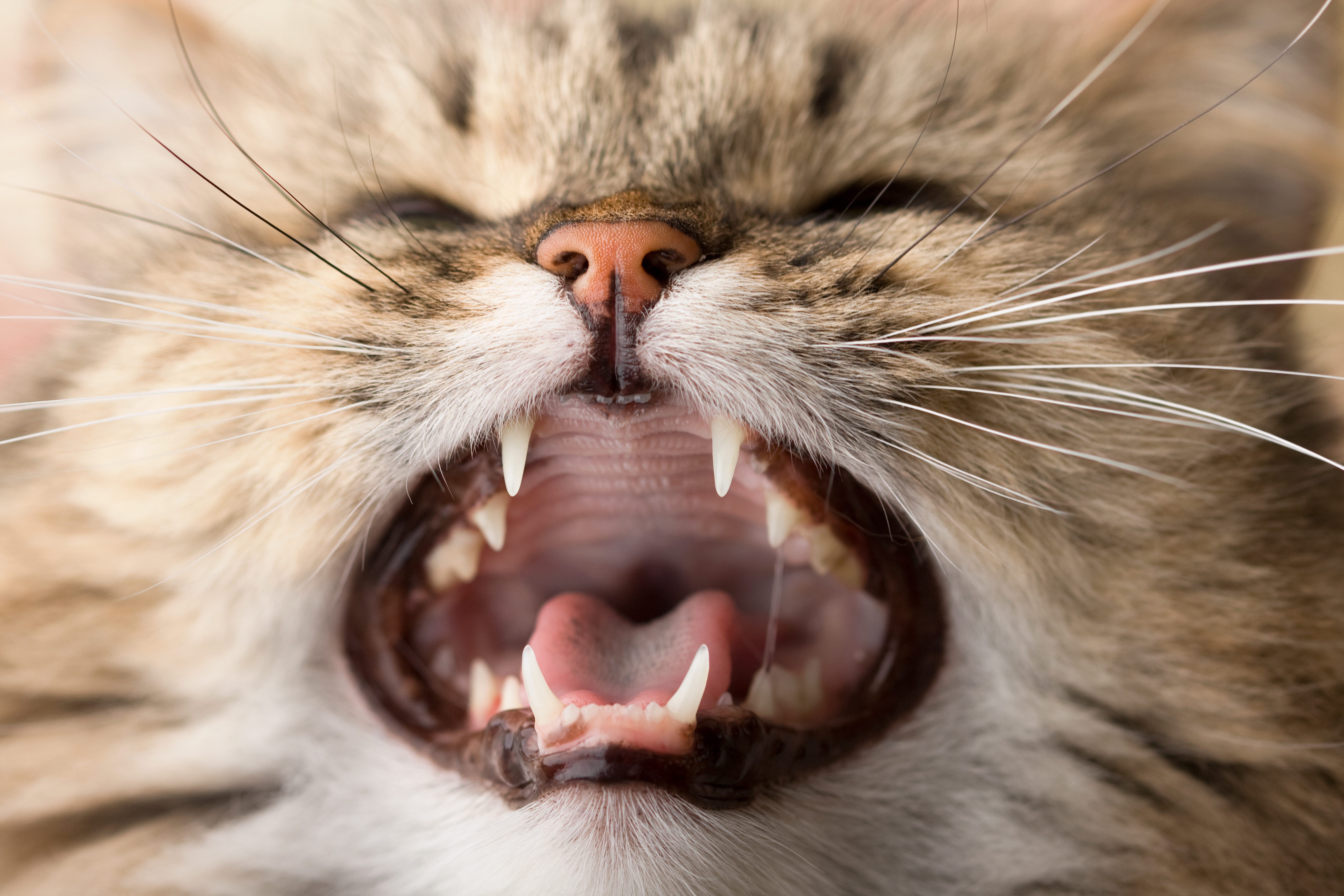 Cat Dental Disease