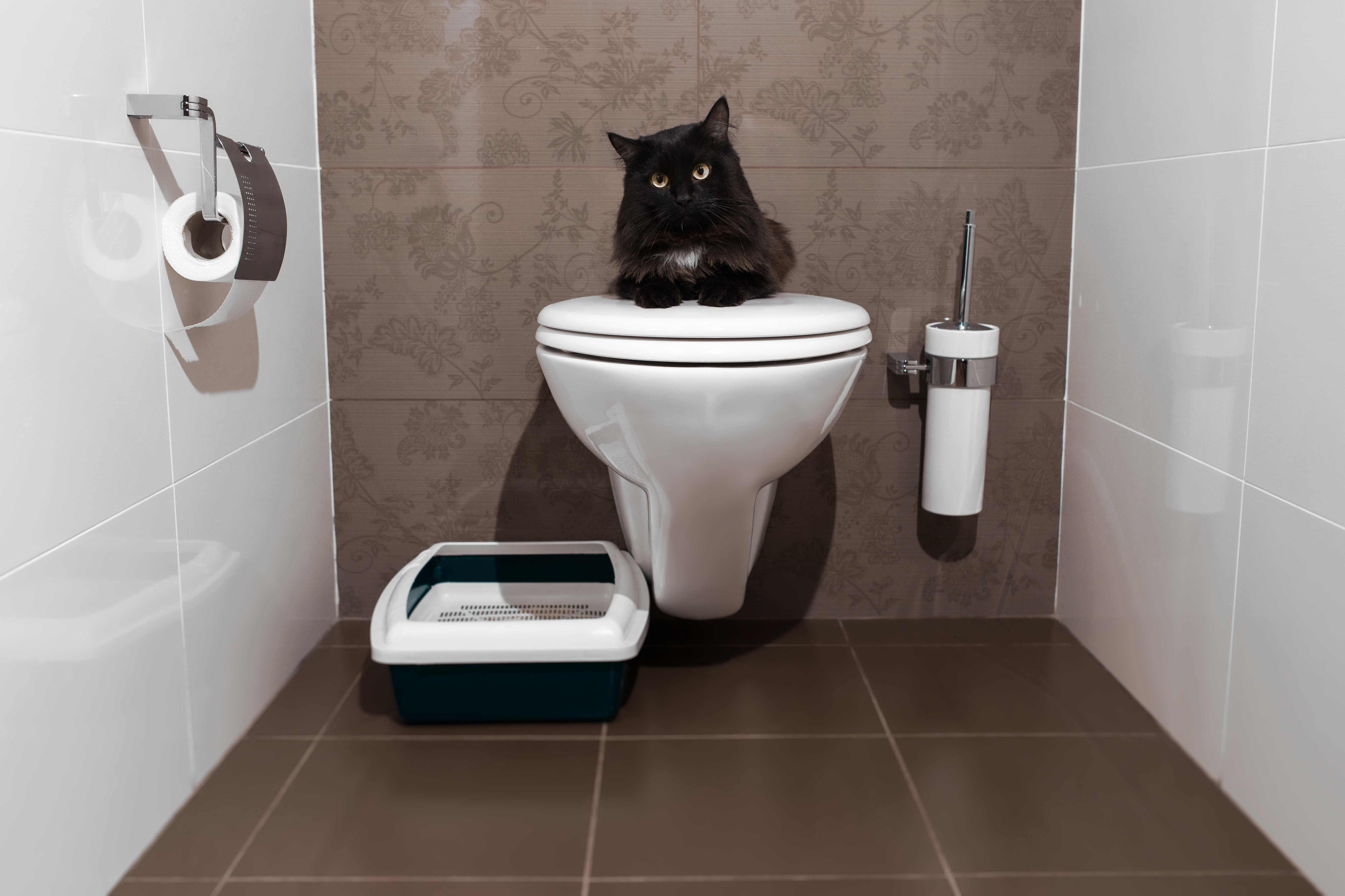 Cats on the toilet sale