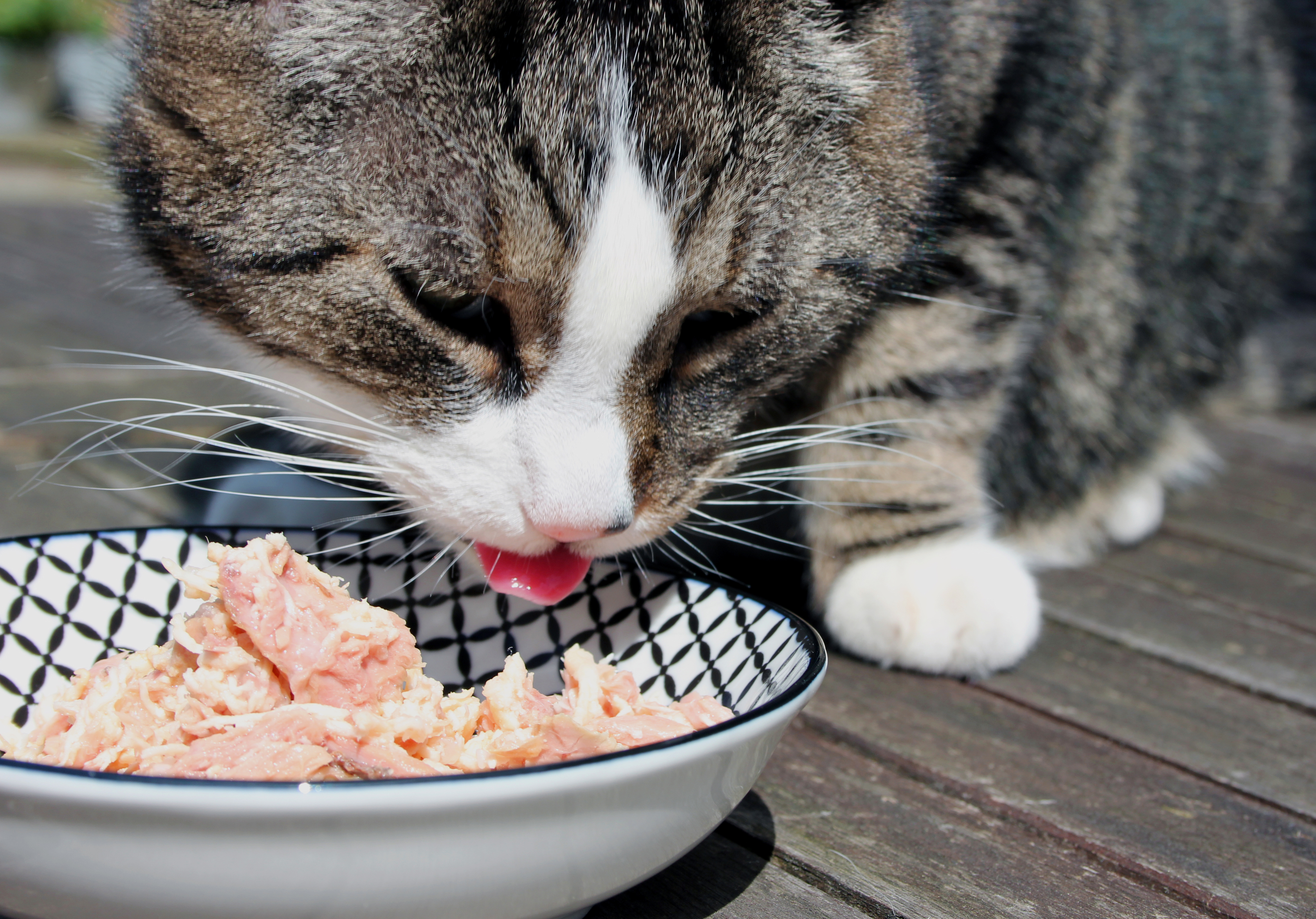 feeding cats raw beef