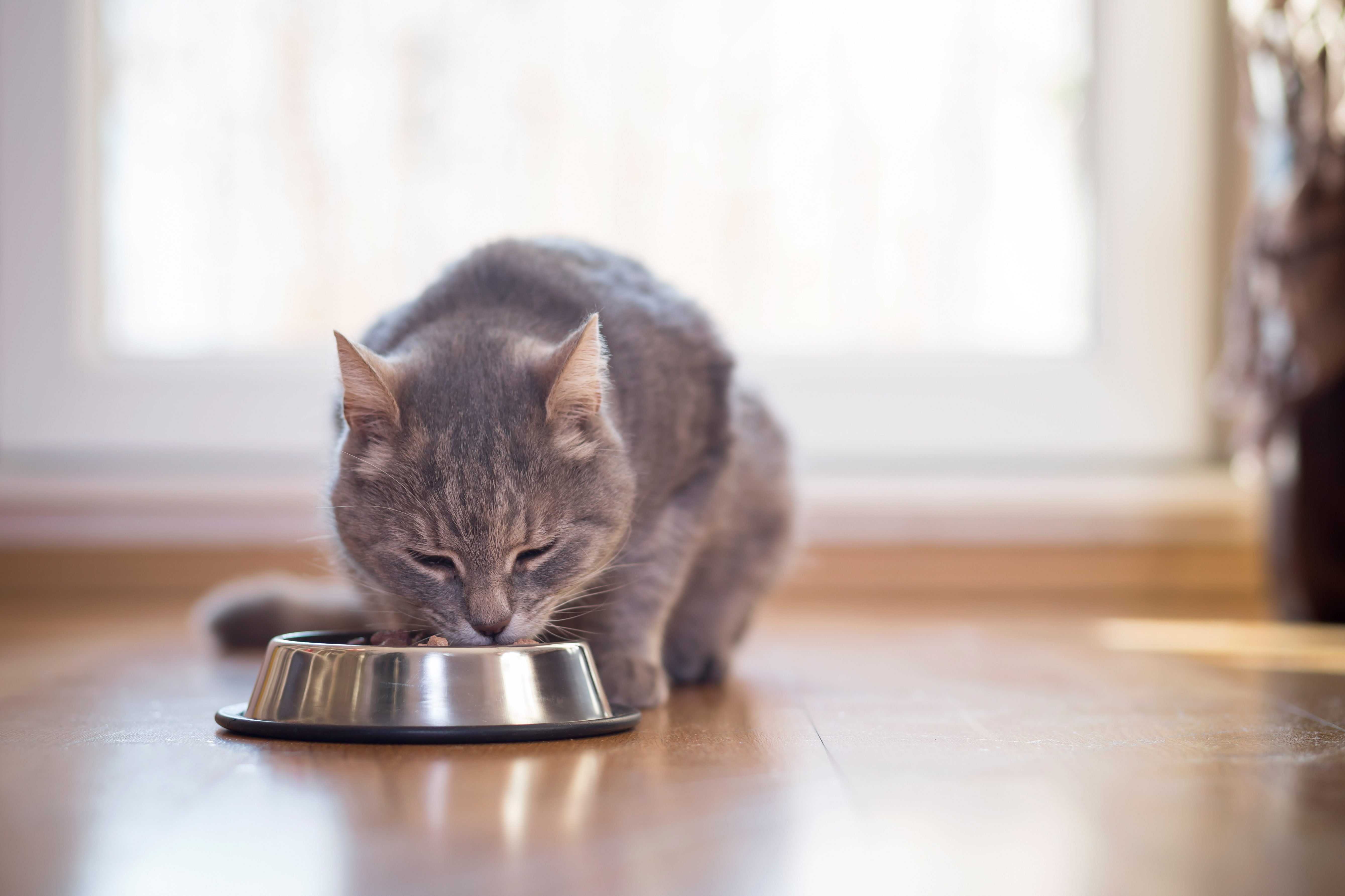 Feed sales my cat