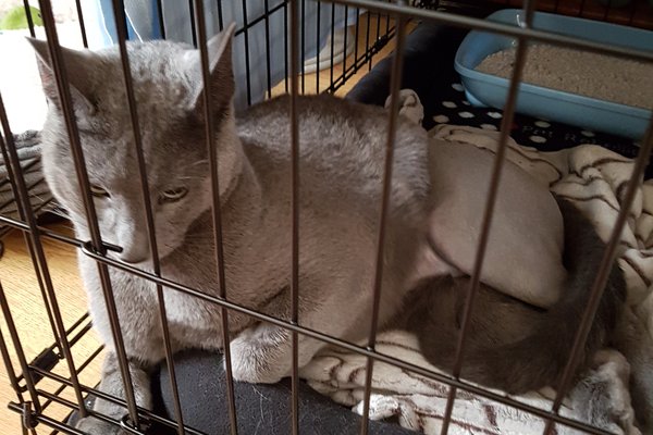 Cat cage rest online