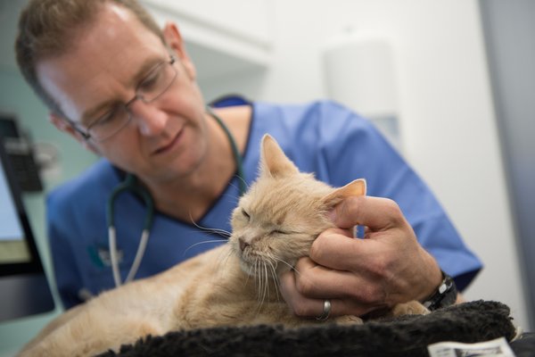 Vet taking care of cat