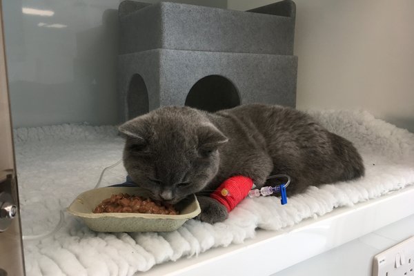 A cat resting after surgery