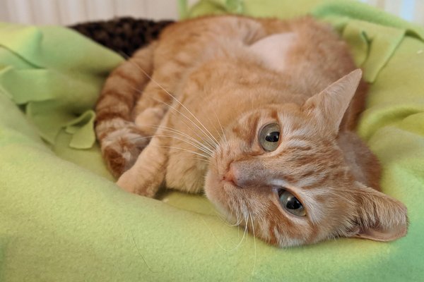 Tan cat best sale