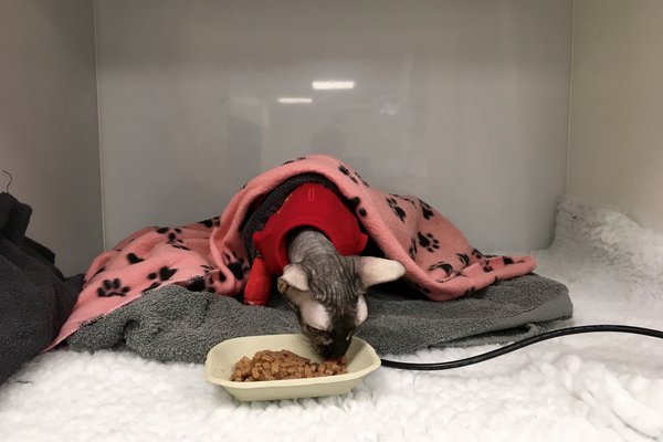 Walnut enjoying her dinner after surgery