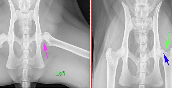 Feline X Rays