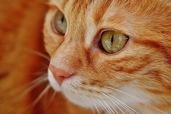 Is your cat safe from worms