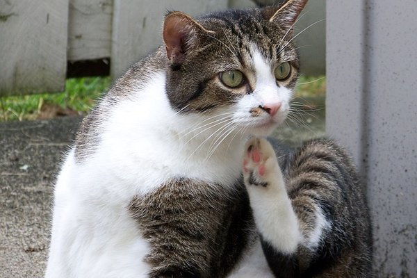 Flea Free Felines
