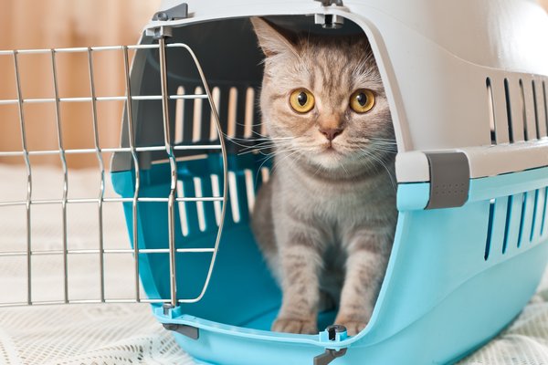 Cat in basket